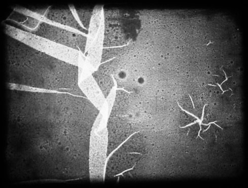 MOKRÁ SVATBA + HEIDEGGER IN AUSCHWITZ